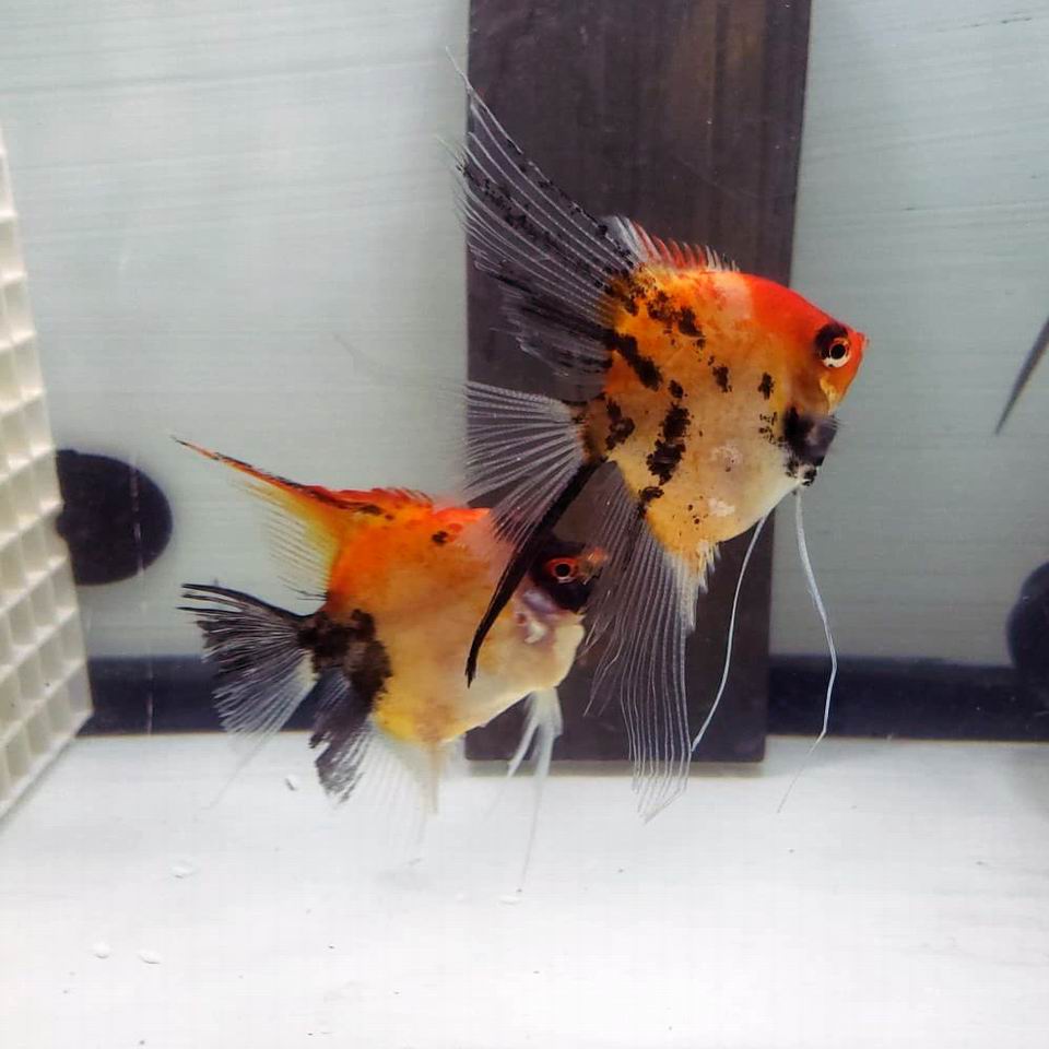 Red Spotted Koi pair 8B5 [RSK8B5] 250.00 DiscusUSA, Quality