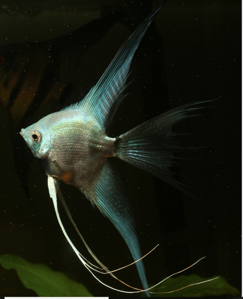 Blue Silver Angelfish - Quarter Size Body (Medium) - Click Image to Close
