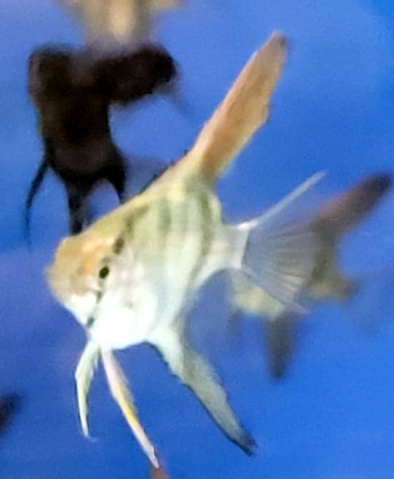 Blue Silver Angelfish - Quarter Size Body (Medium) - Click Image to Close