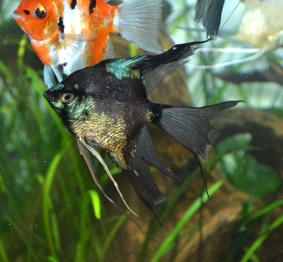 Pinoy Paraiba Angelfish - 1/2 Dollar size body (Pre- breeder)