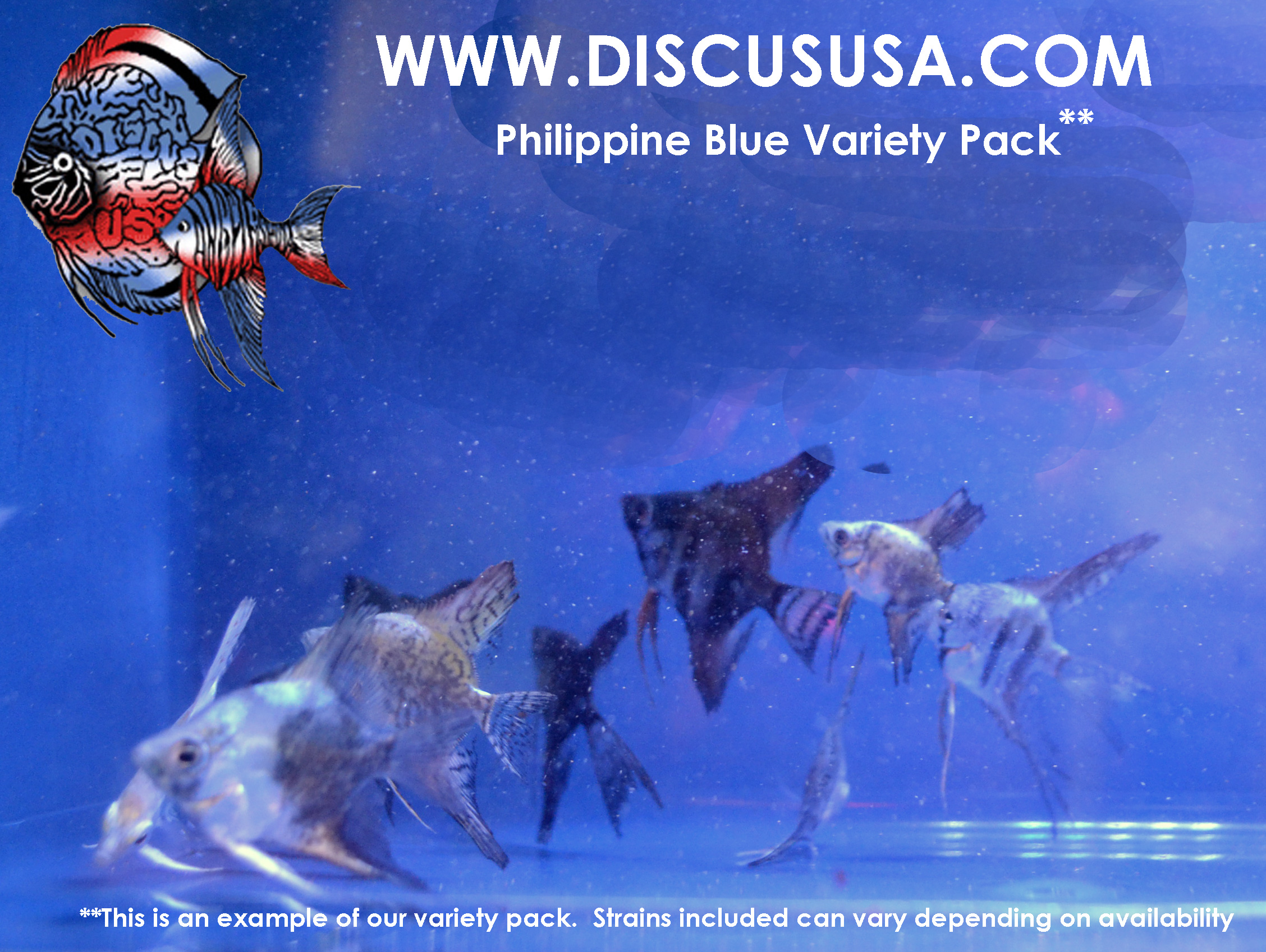 Philippine Blue Variety Pack Mediums Quarter+ Size (pack of 6) - Click Image to Close